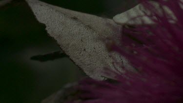 Peacock spider