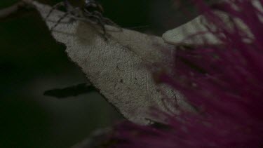 Peacock spider