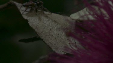 Peacock spider