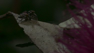 Peacock spider