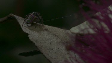 Peacock spider