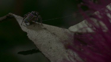 Peacock spider