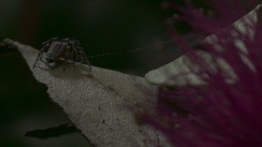 Peacock spider