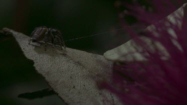 Peacock spider