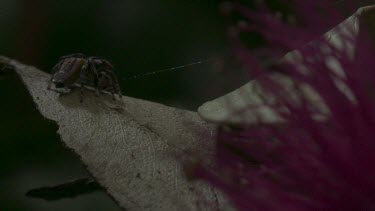 Peacock spider