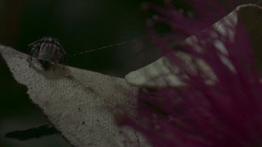 Peacock spider