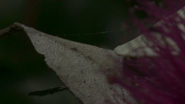 Peacock spider