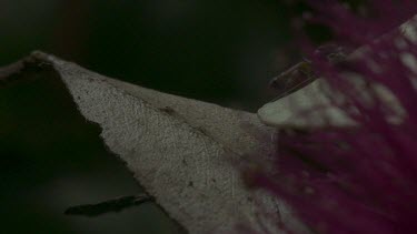 Peacock spider