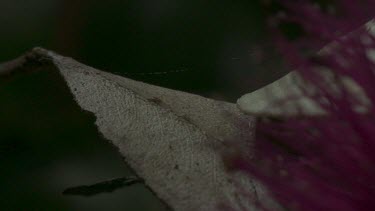 Peacock spider