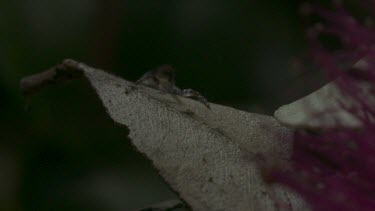 Peacock spider