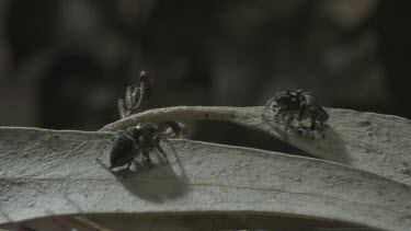 Two peacock spiders standing and rotating on leaf
