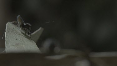 Peacock spider standing and rotating with abdomen flap up