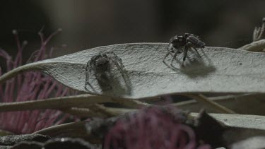 Two Peacock spiders on leaf with one backing away