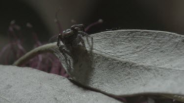 Peacock spider scuttling along leaf with abdomen flap up