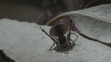 Peacock spider scuttling along leaf with abdomen flap up