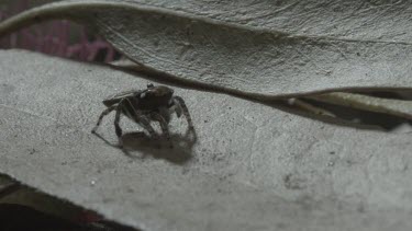 Peacock spider scuttling along leaf with abdomen flap up