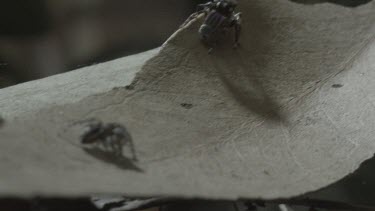 Two Peacock spiders on opposite sides of leaf