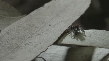 Peacock spider walking around leaf and then jumping off