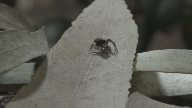 Peacock spider moving across leaves and doing mating dance to another