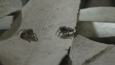 Peacock spider moving across leaves and doing mating dance to another
