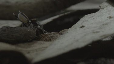 Peacock spider raising abdomen flap and doing mating dance