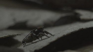 Peacock spider raising flap and doing mating dance