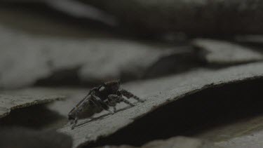 Peacock spider raising flap and doing mating dance