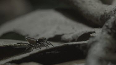 Peacock spider raising flap and doing mating dance