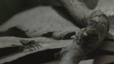 Peacock spider raising abdoment flap and doing mating dance to another peacock spider