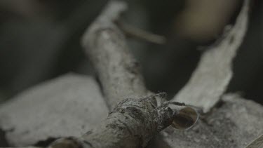 Peacock spiders mating on side of stick