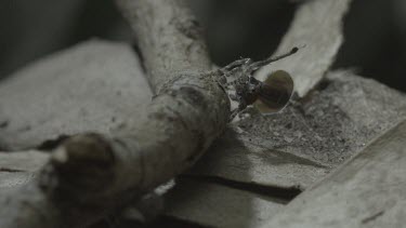 Peacock spiders mating on side of stick