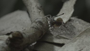 Peacock spiders mating on side of stick