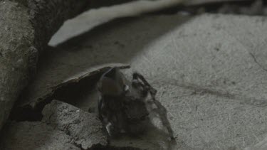 Peacock spiders mating