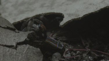 Peacock spiders mating