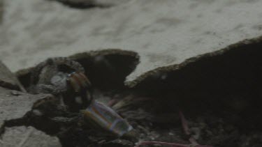 Peacock spiders mating