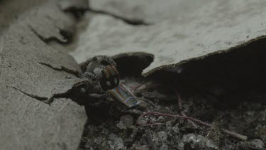 Peacock spiders mating