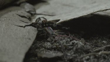 Peacock spiders mating