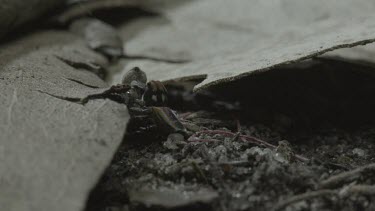 Peacock spiders mating