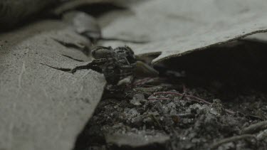 Peacock spiders mating