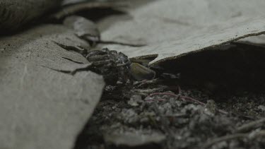 Peacock spiders mating