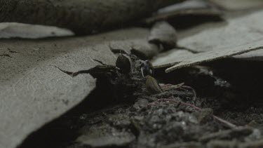 Peacock spiders mating