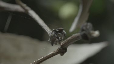 Peacock spider walking up stick onto leaf