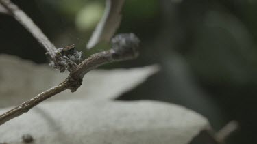 Peacock spiders dancing on stick edges