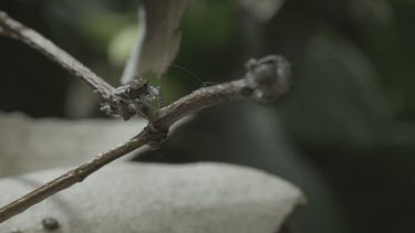 Peacock spiders dancing on stick edges