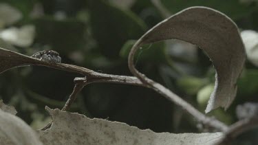 Peacock spiders dancing on stick edges