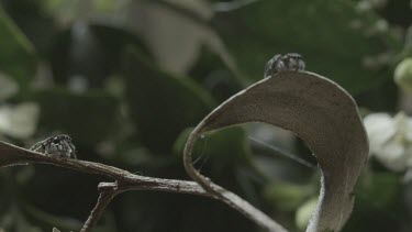 Peacock spiders dancing on stick edges