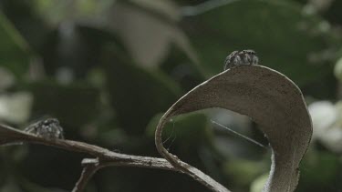 Peacock spiders dancing on stick edges