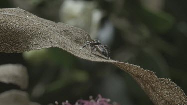 Peacock spider on a stick and another on an elevated leaf