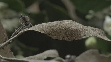 Peacock spider with abdomen flap raised doing mating dance on leaf