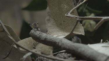 Two Peacock spiders on stick with one having abdomen flap raised and moving quickly